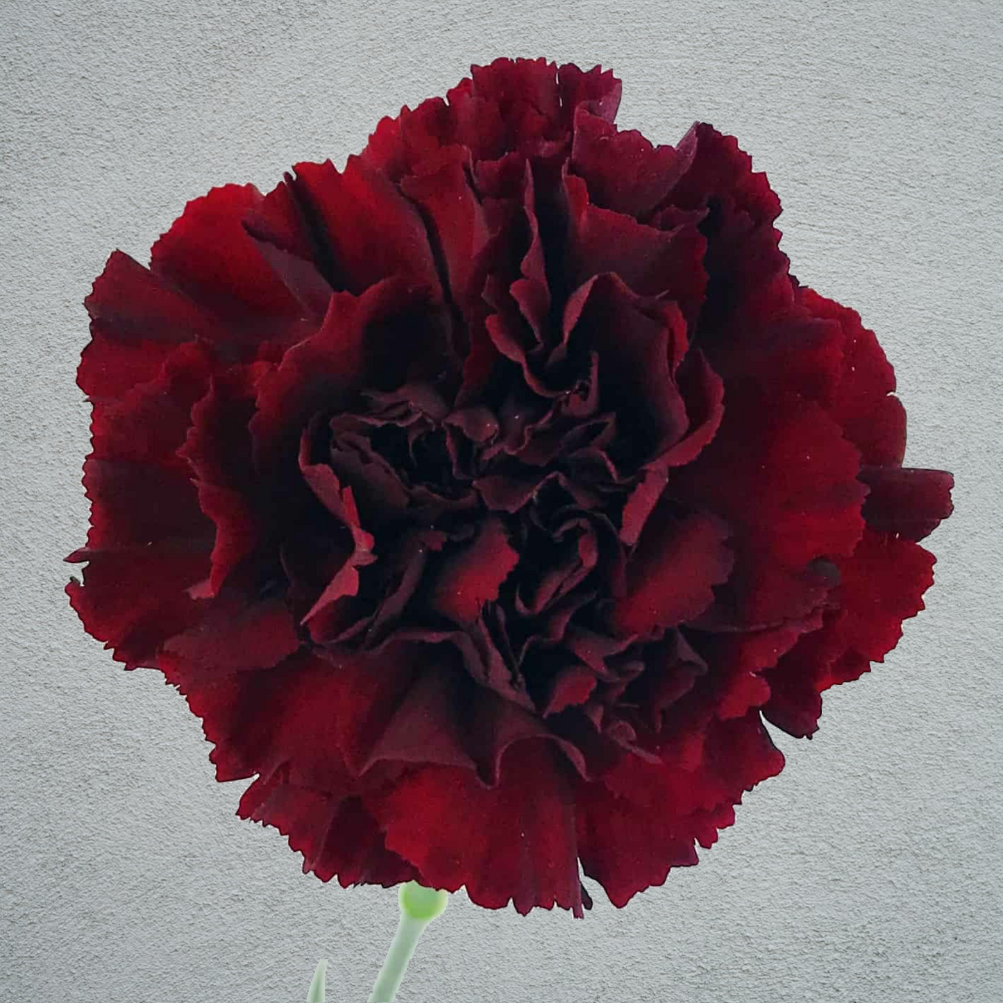 Carnation Burgundy (25 Stems) (70cm)