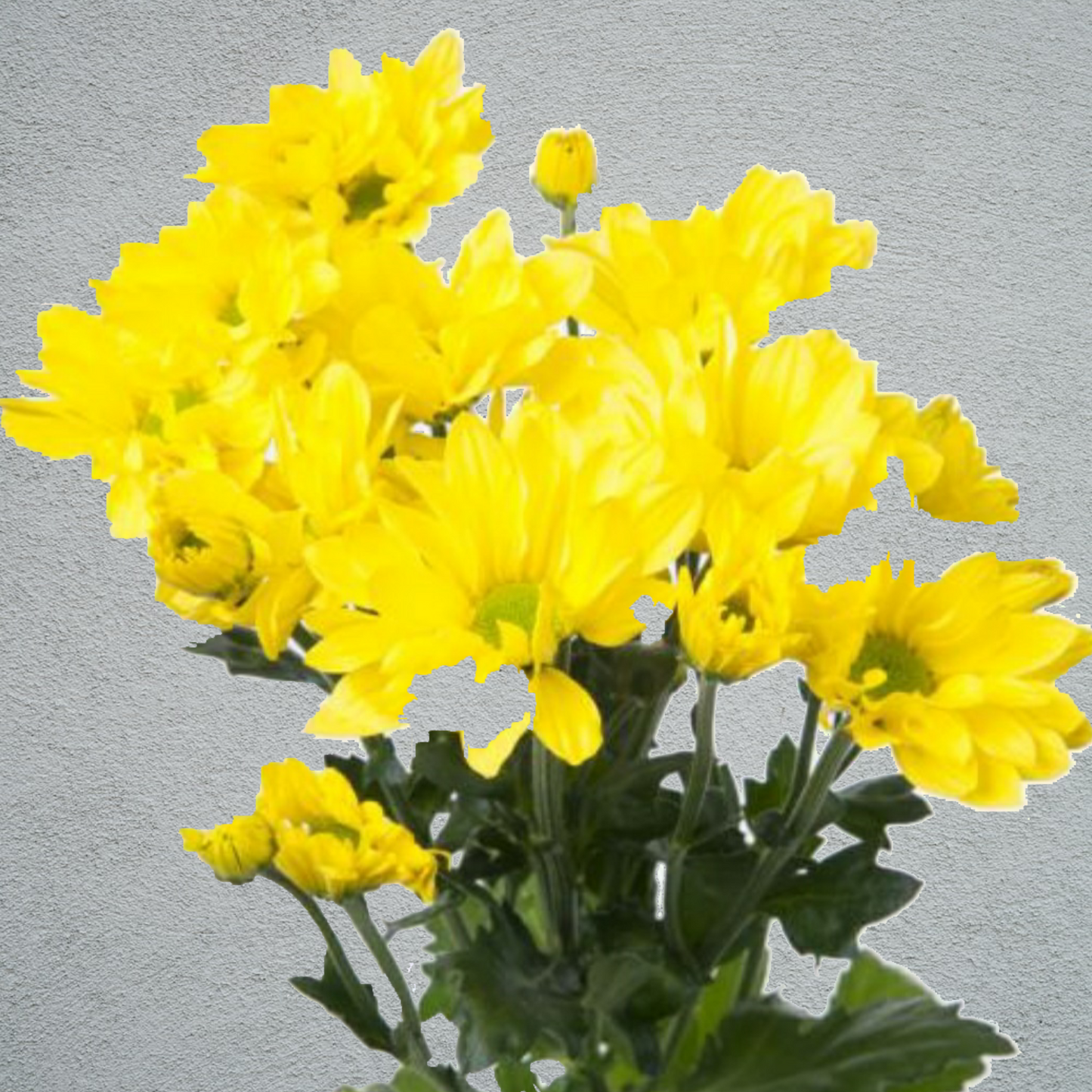 Chrysanthemum Yellow Bunch (70cm)(×5 Stems)