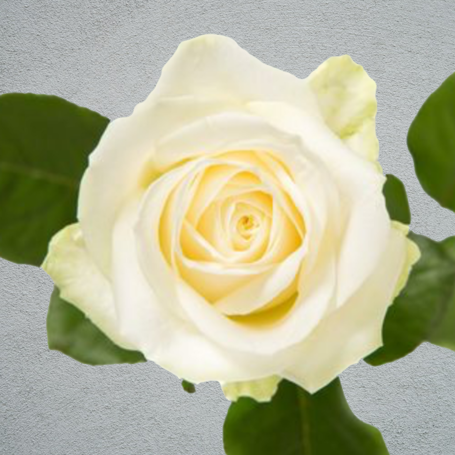 Rose Avalanche Ivory (×10) 55cm+