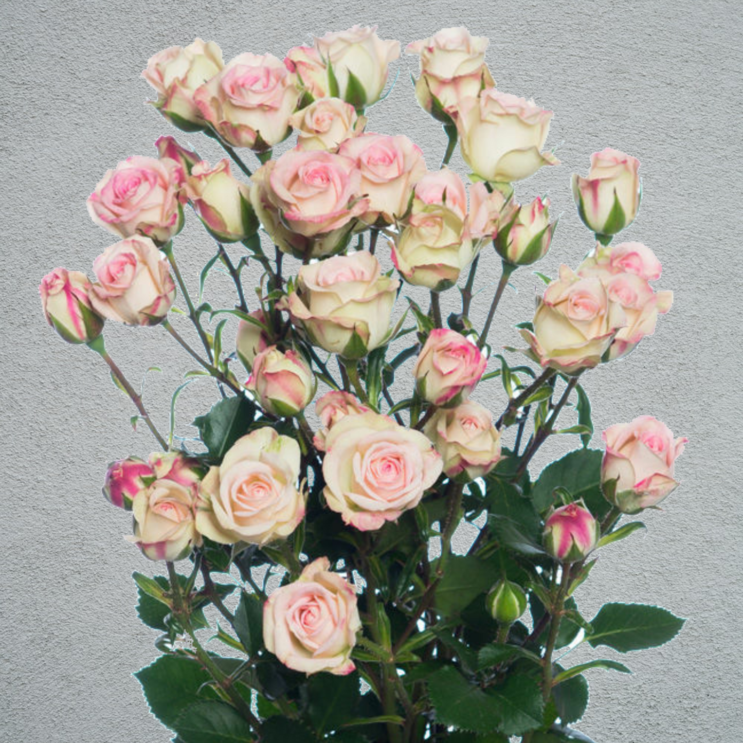 Rose Spray Creamy Twister (4+ Heads Per Stem) (×10 Stems) 60cm