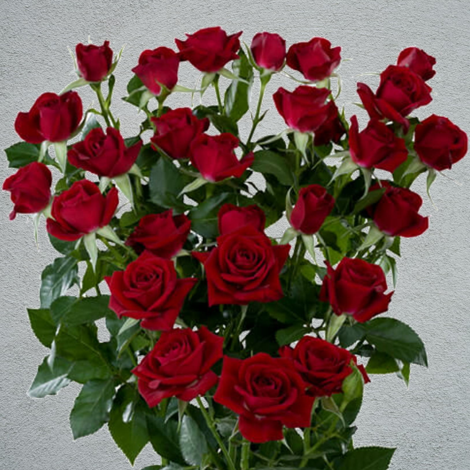 Sofft mirabelle 2025 rose gold