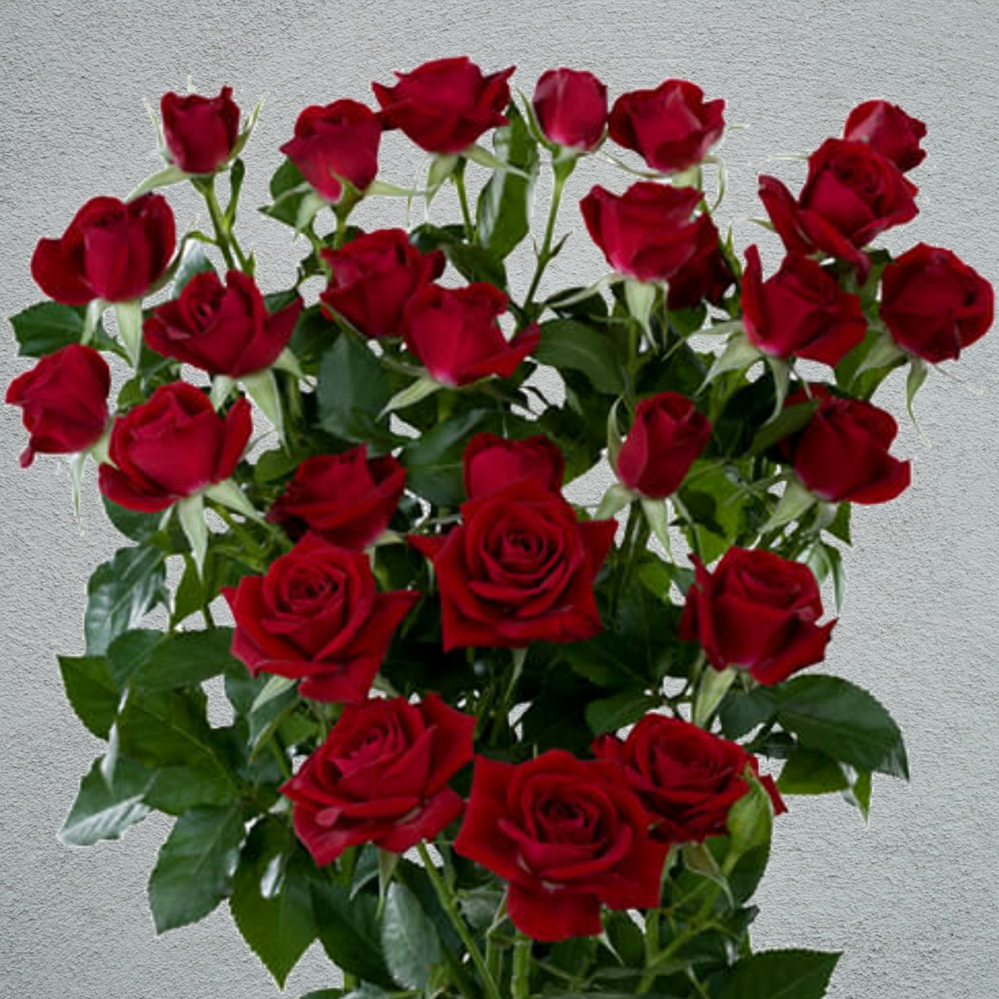Rose Spray Mirabel (4+ Heads Per Stem) (×10 Stems) 60cm