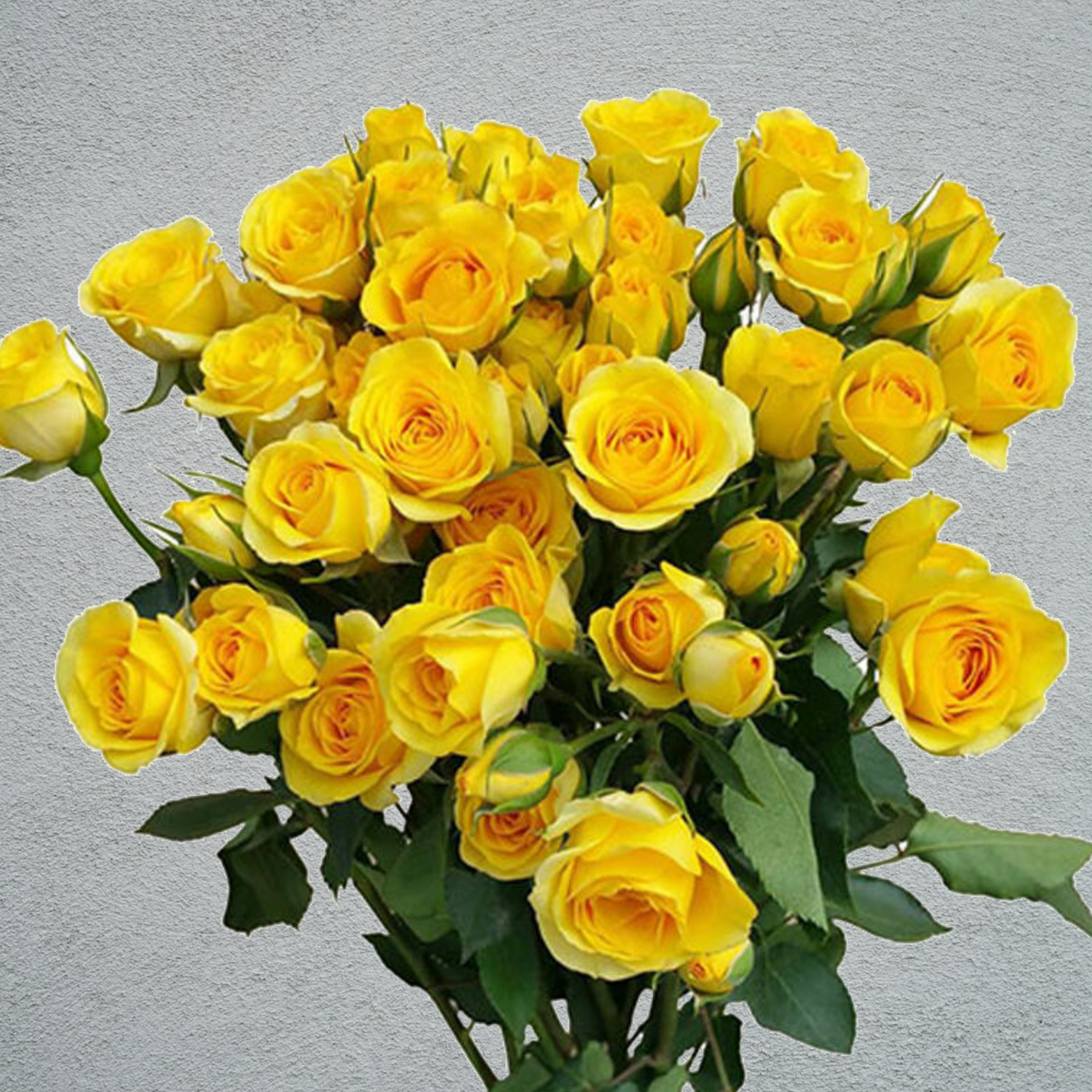 Rose Spray Mariah (4+ Heads Per Stem) (×10 Stems) 50-60cm