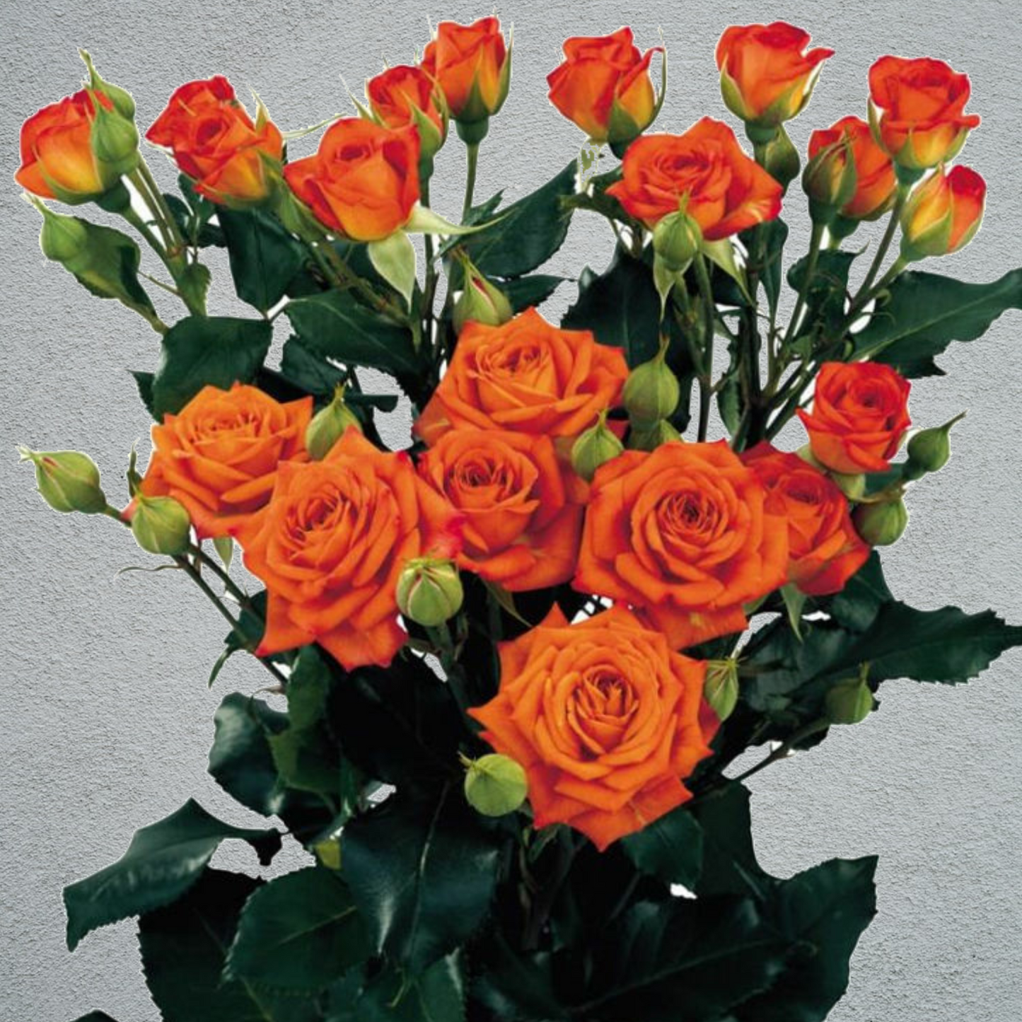 Rose Spray Orange Babe (4+ Heads Per Stem) (×10 Stem) 60cm