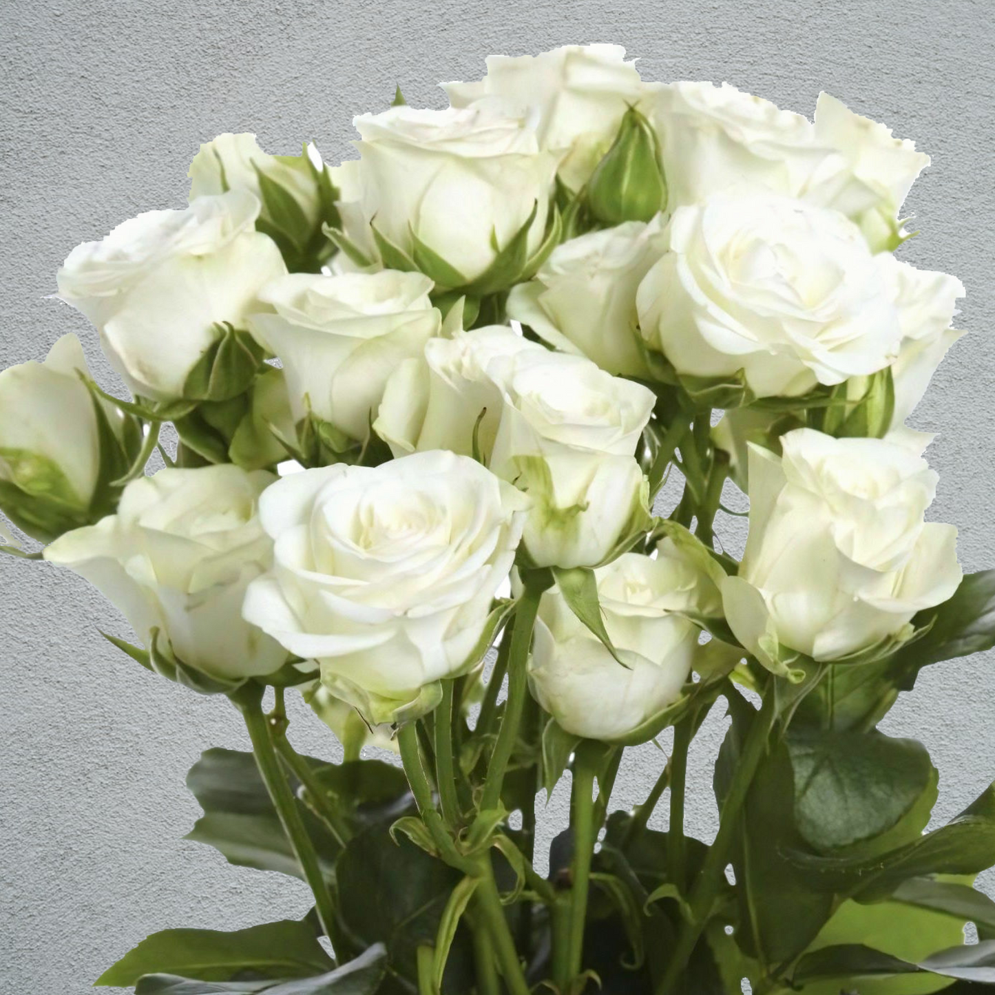 Rose Spray Snowflake (4+Heads Per Stem) (×10 Stems) 60cm