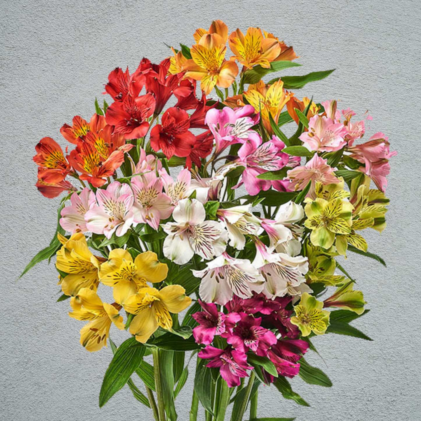 Alstroemeria Mix (£7.5/10 Stems) (60 Stems) (60-70cm)