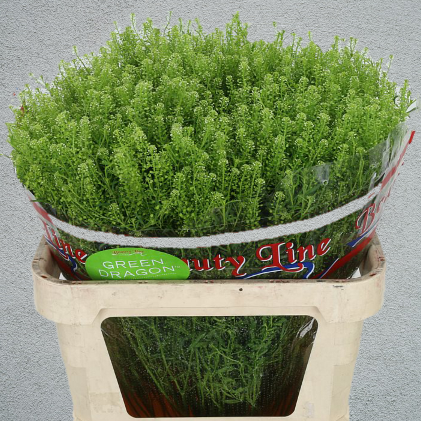 Thlaspi Greenbell (60-80cm)