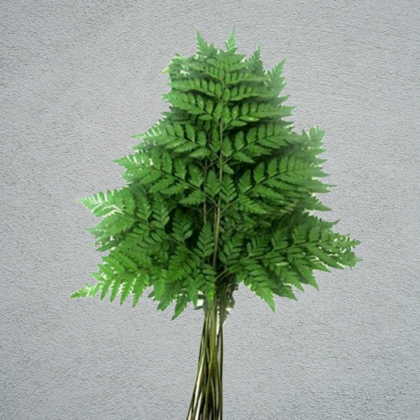 Leather Leaf Bunch (Approximately 20 stems)