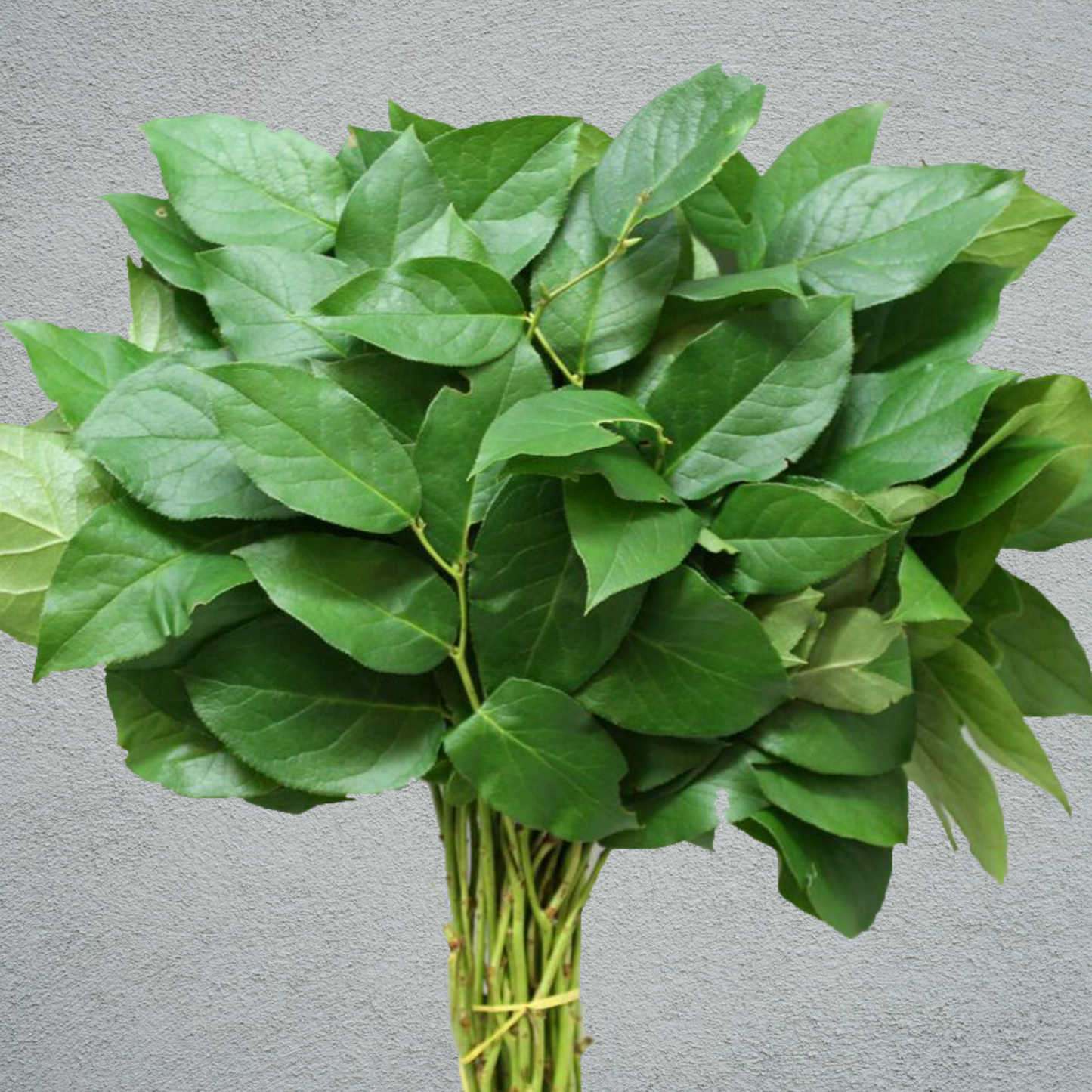 Salal Tips Bunch (Stems Vary)