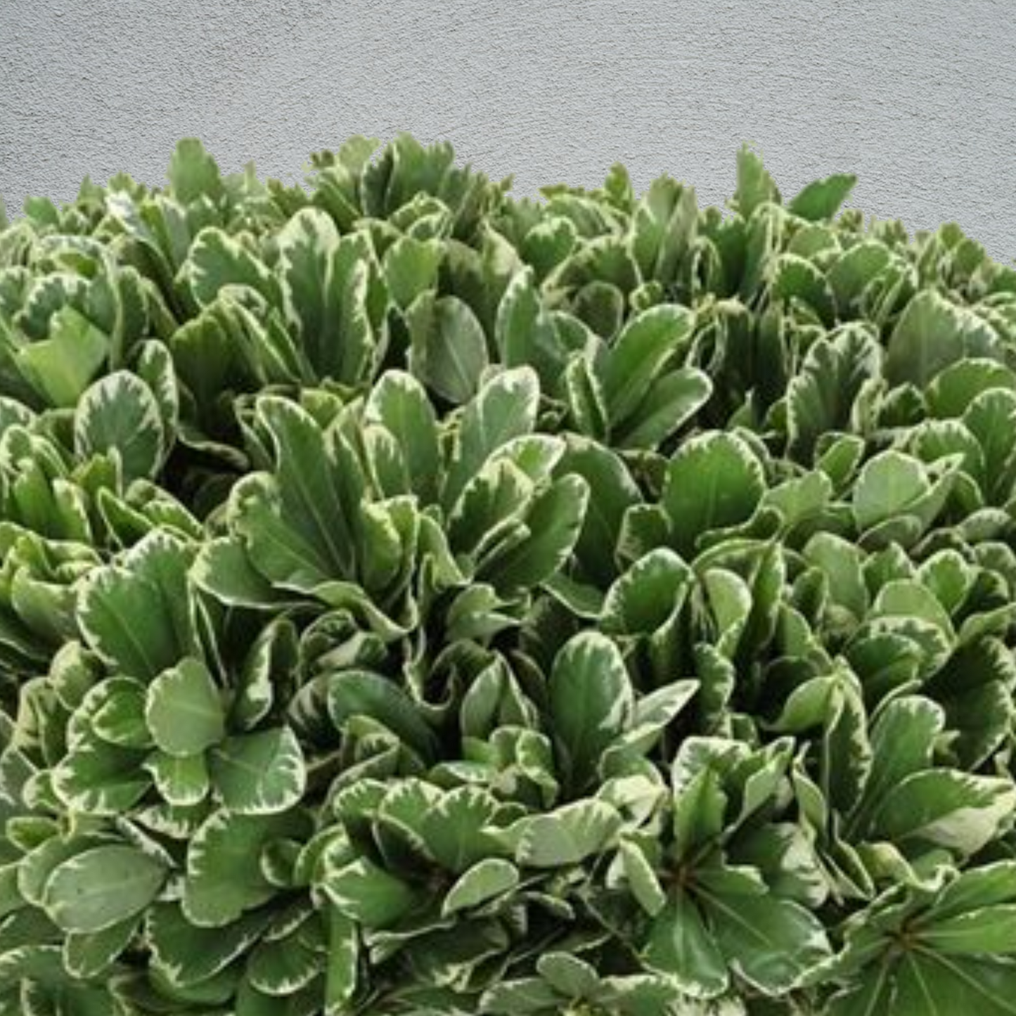 Pittosporum Bunch (60cm) (×10 Stems)