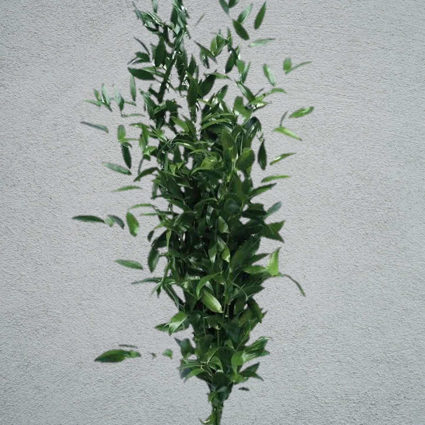 Ruscus Italian (80-90cm) (×4 Stems)