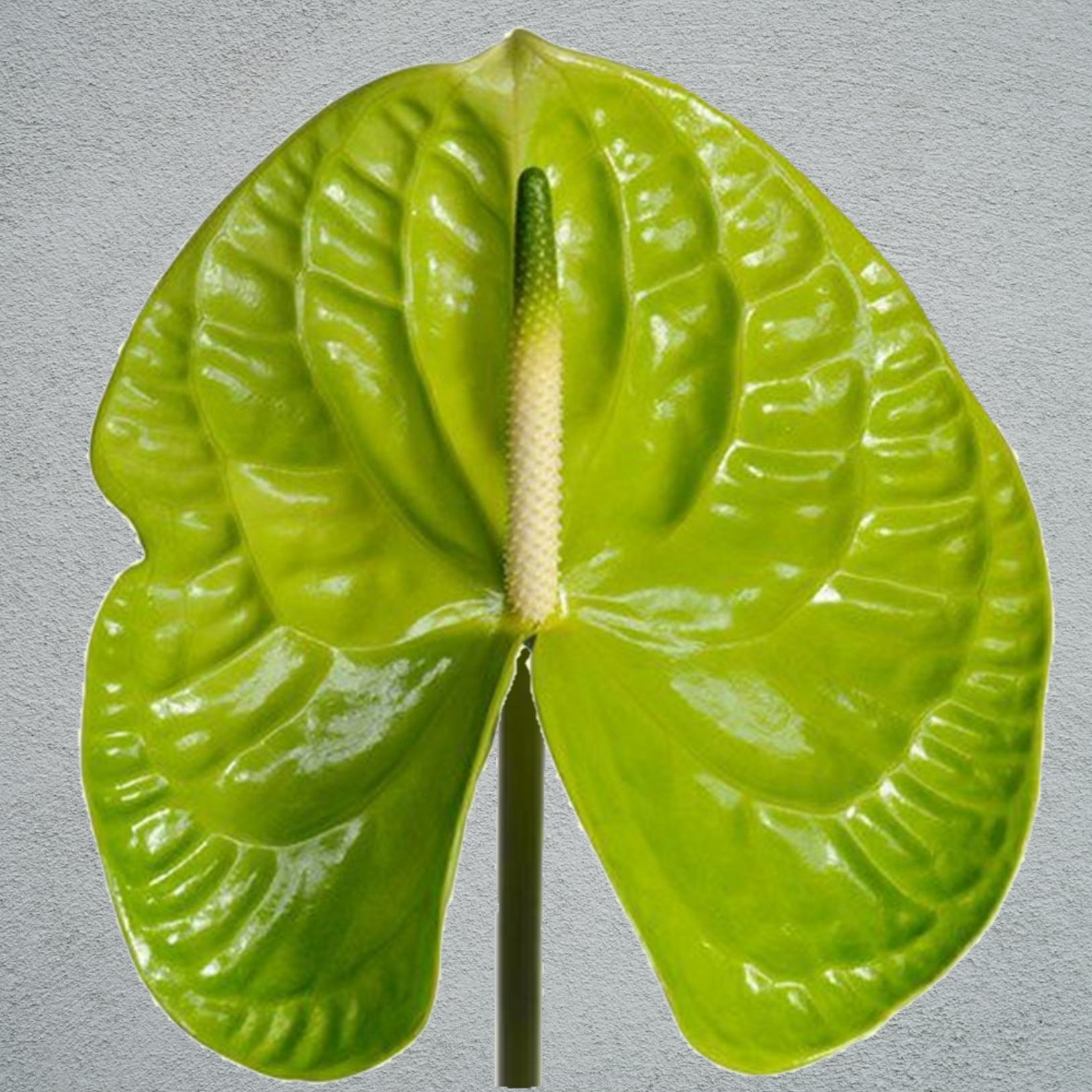 grand anthurium Anthurium Grand Slam Green (4 Stems) – NS Flowers Webshop