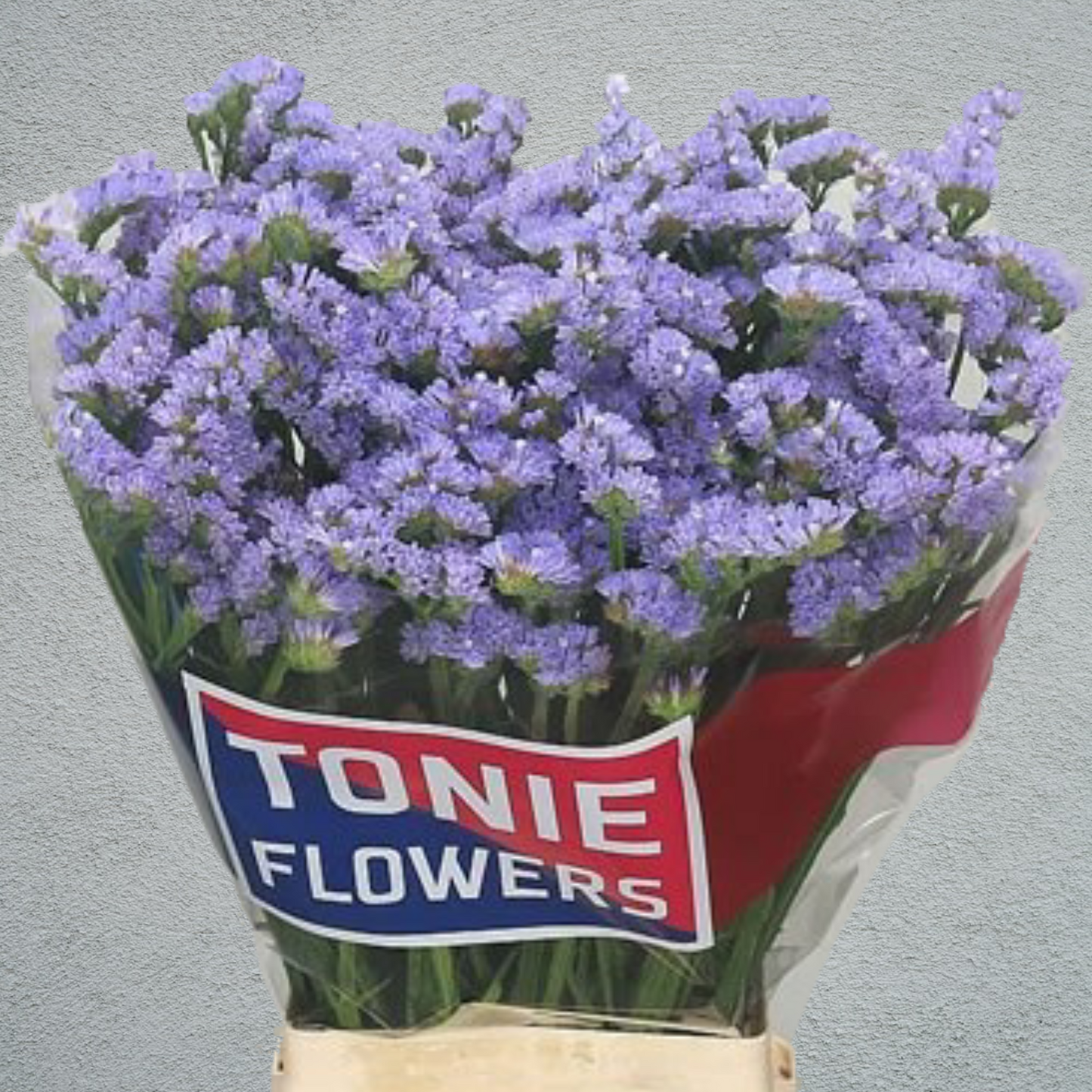 Limonium Statice Lavender (×5 Stems) (60cm)