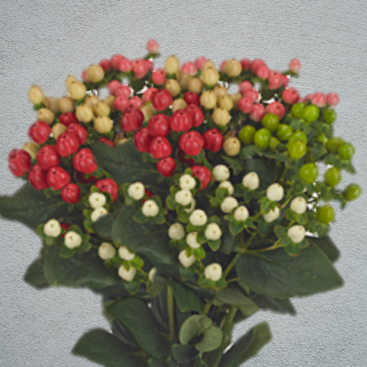 Hypericum All Colours Mix (60cm) (40 Stems)