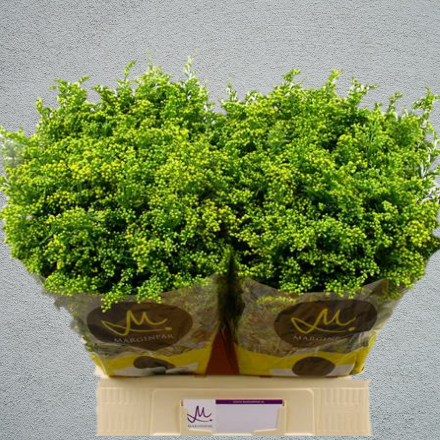Solidago Carzan Glory (50-60cm)
