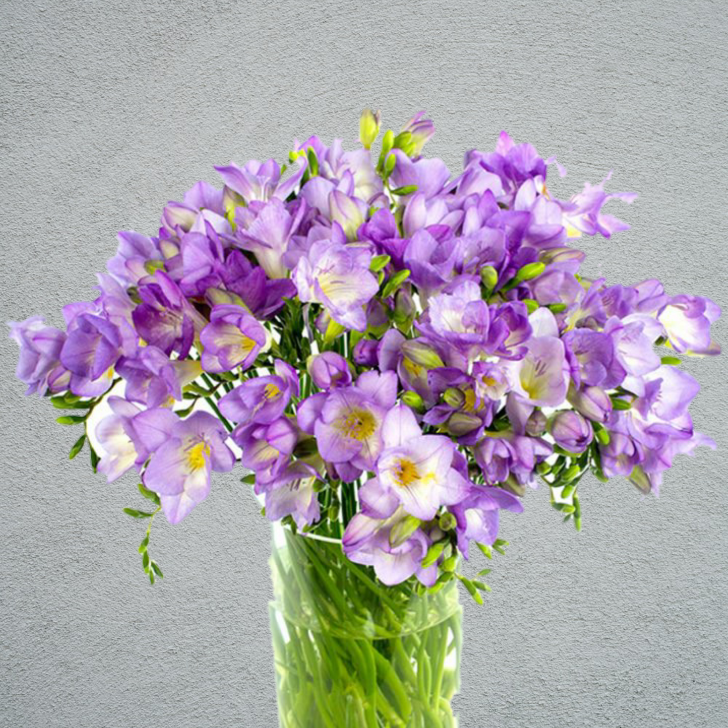 Freesia Delta River Purple (10 Stems) (50cm)