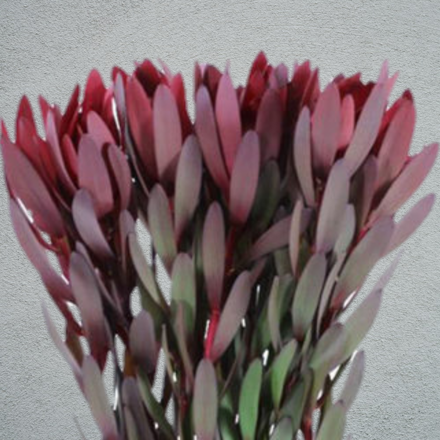 Leucadendron Safari Sunset (60cm) (10 Stems)