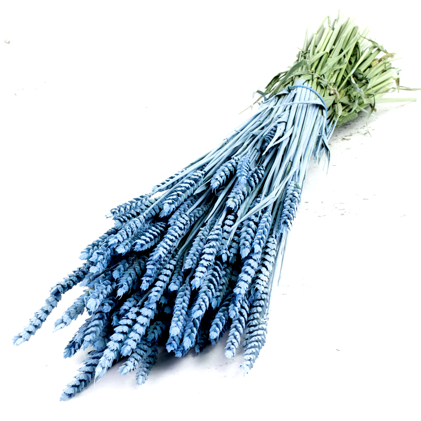 Dried Wheat Royal Blue (100+ Stems)