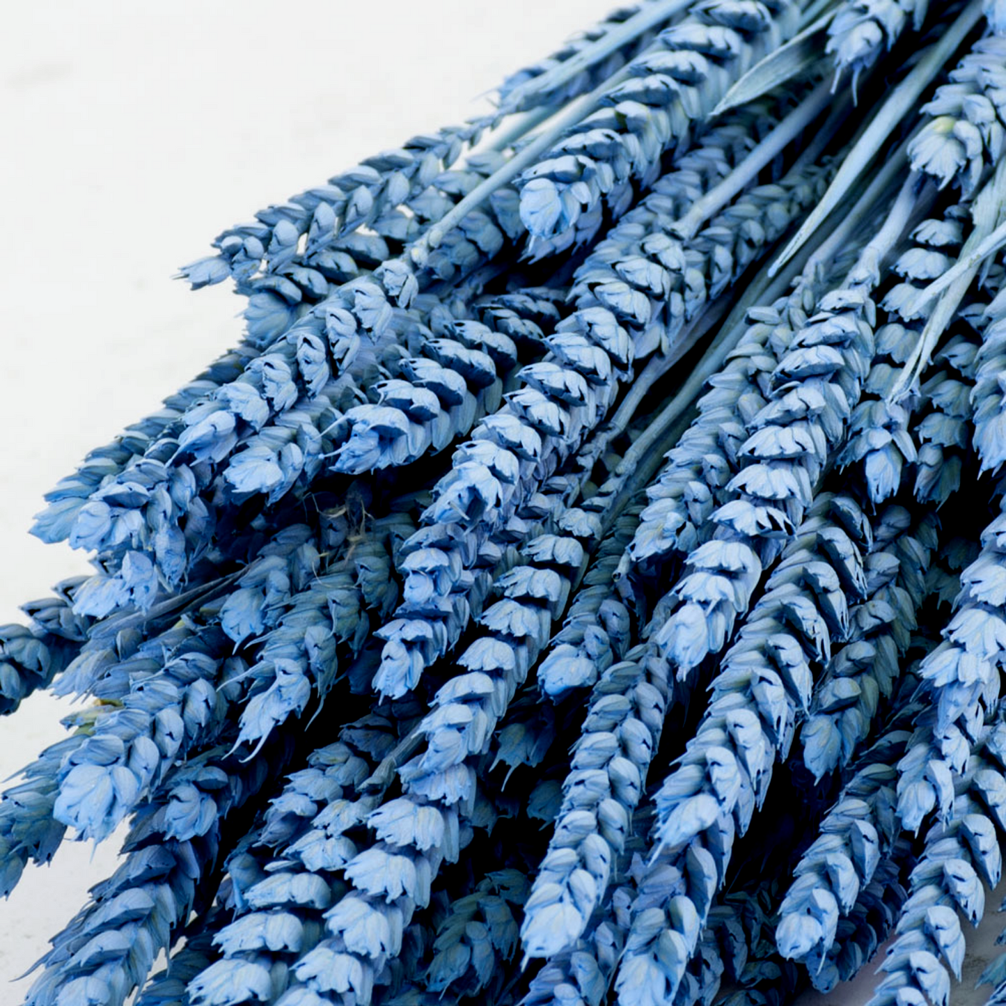 Dried Wheat Royal Blue (100+ Stems)