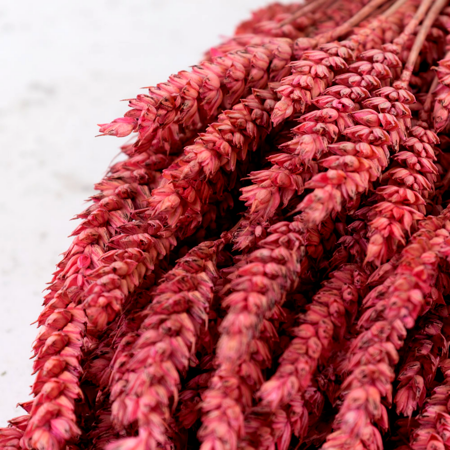 Dried Wheat Strong Pink (100+ Stems)