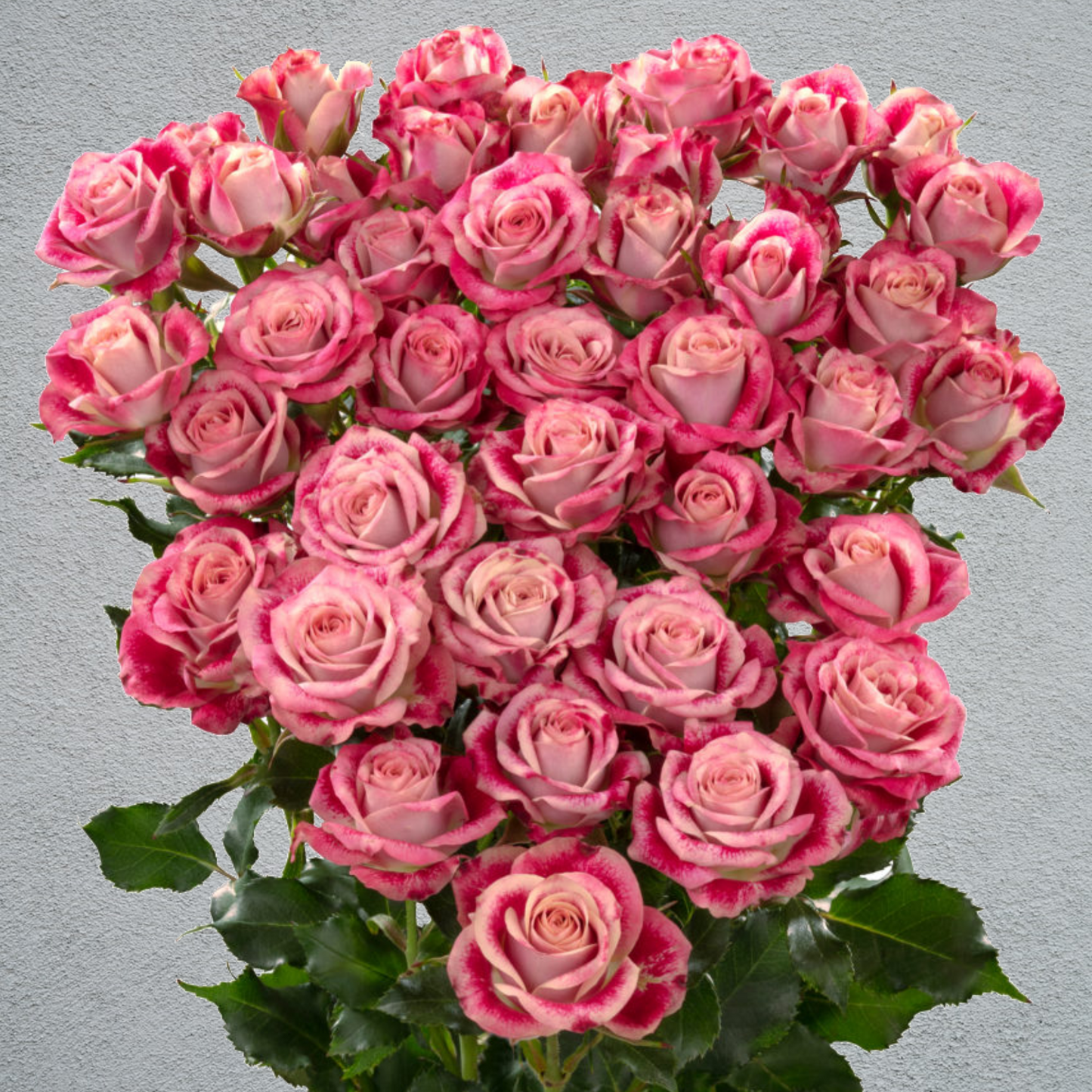 Rose Spray Flinders Lane (4+ Heads Per Stem) (×10 Stems) (50cm)