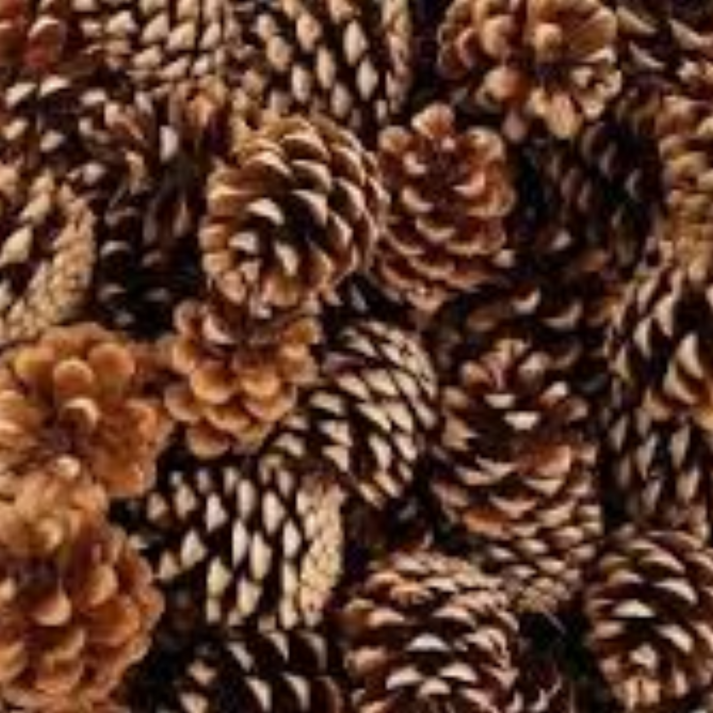 Natural Pinecones