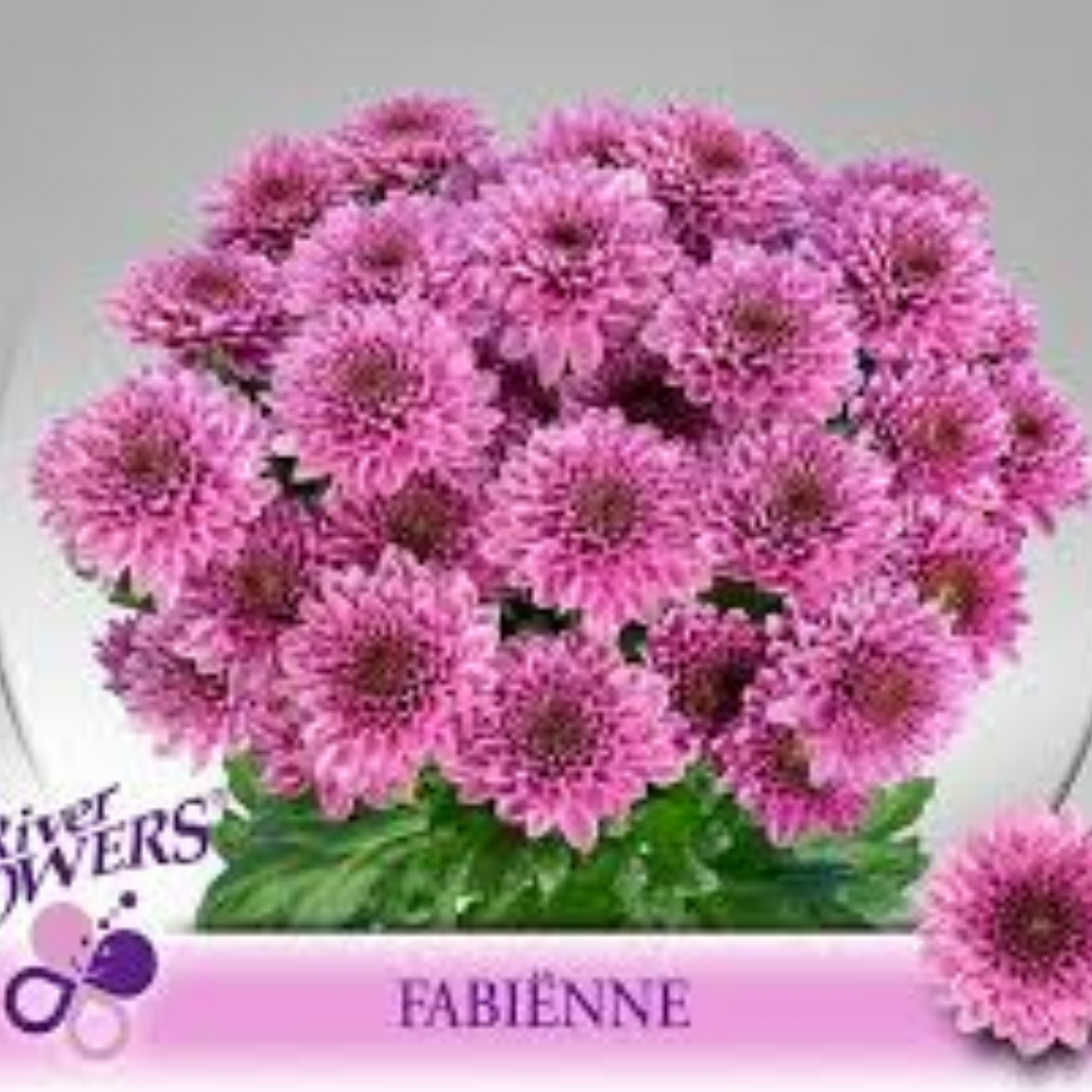 Chrysanthemum Pink Fabienne Bunch (70cm)(×5 Stems)