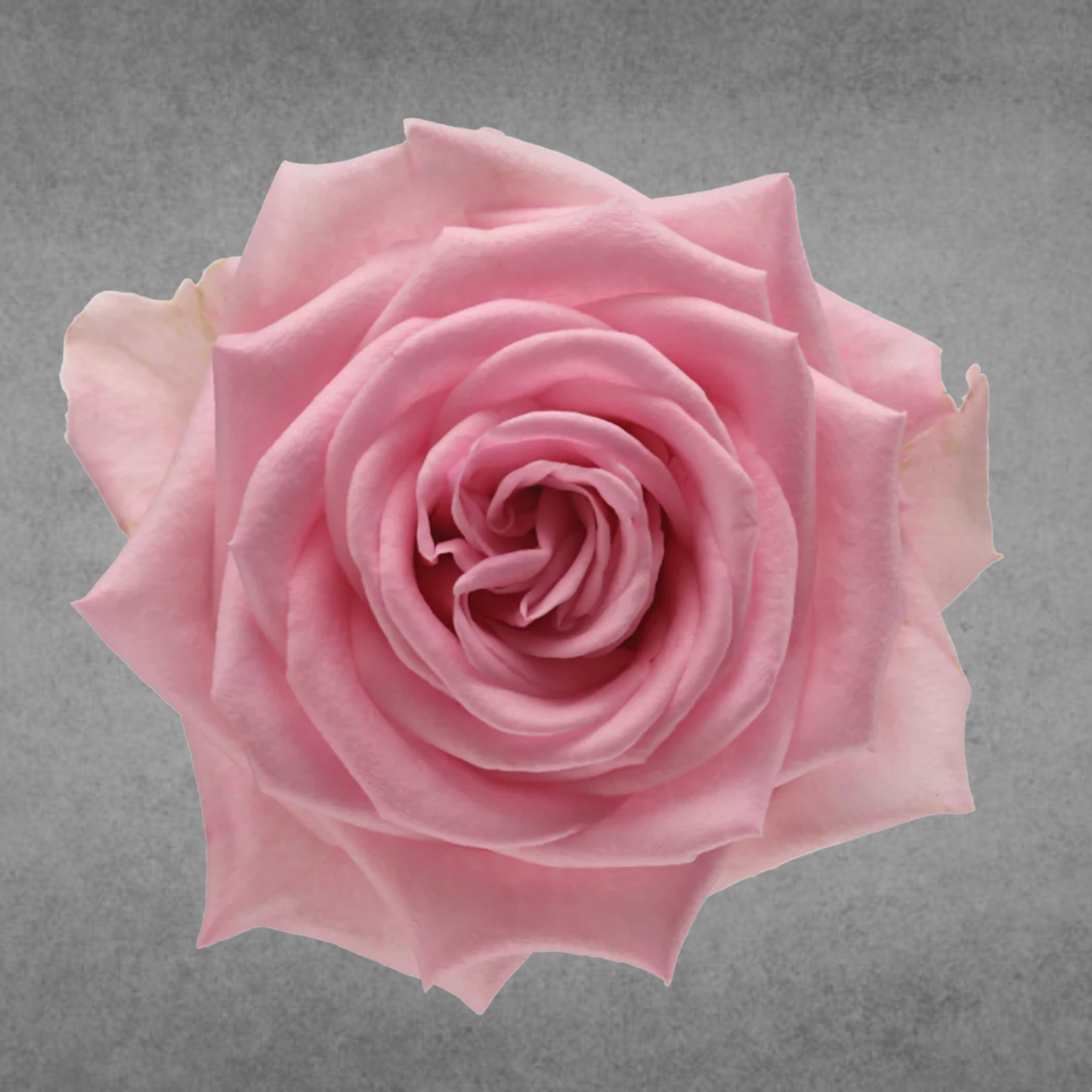 Rose Light Pink Heaven (×10) 60cm