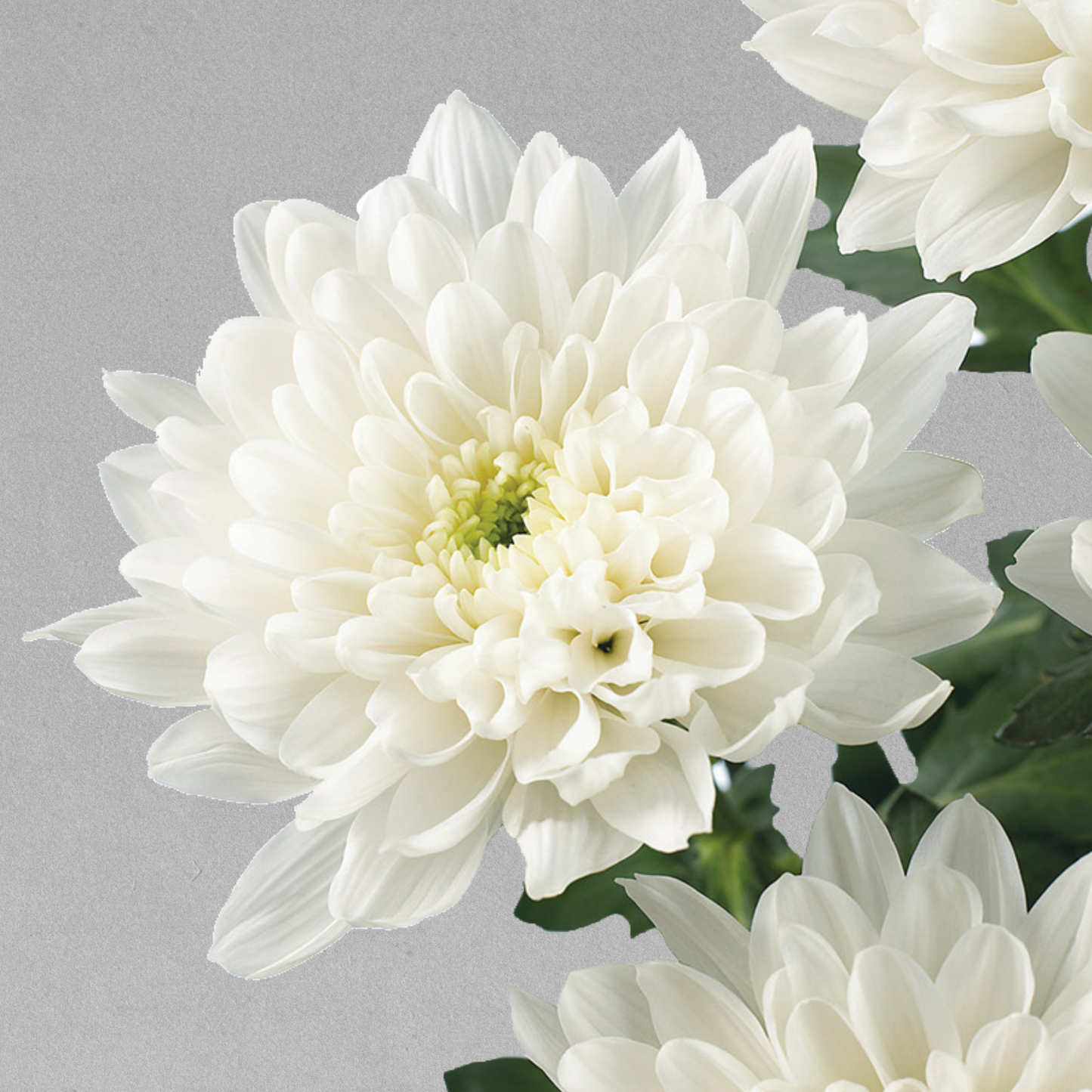Chrysanthemum White Double Basing Flowers For Funeral Tributes (65cm)(×5 Stems)(70g)