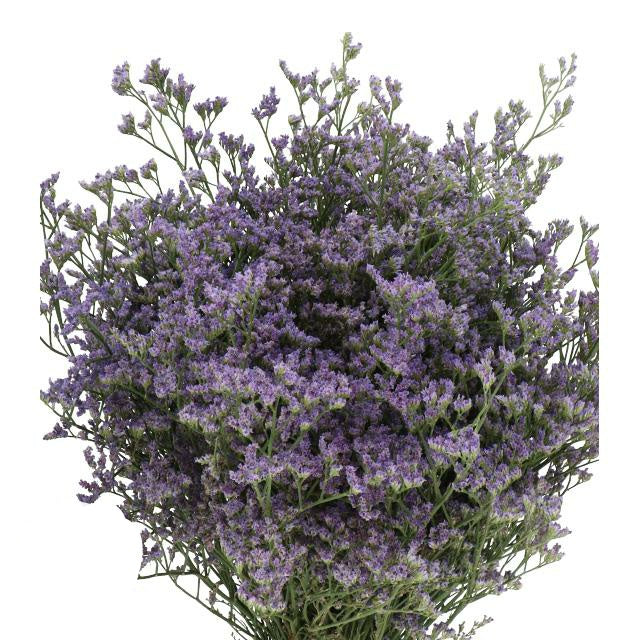 Limonium Fine Purple (×5 Stems) (60cm)
