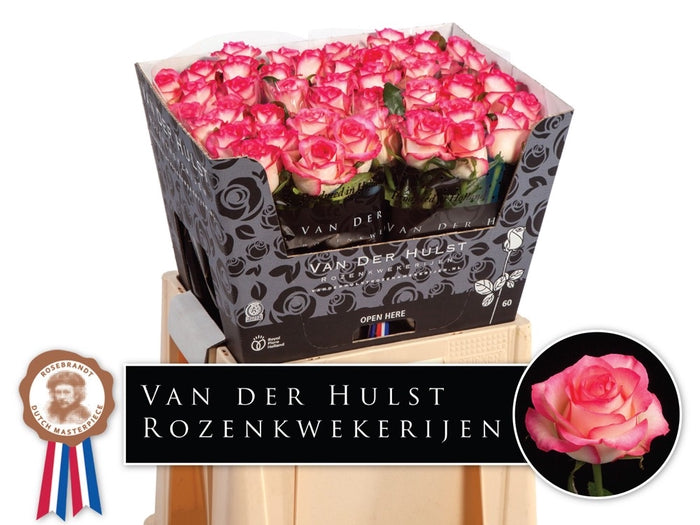 Rose Hot Pink/Cream Jumilia (×10) 60cm