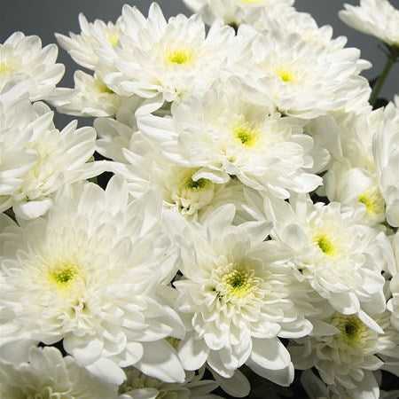 Chrysanthemum White Double Basing Flowers For Funeral Tributes (65cm)(×5 Stems)(70g)