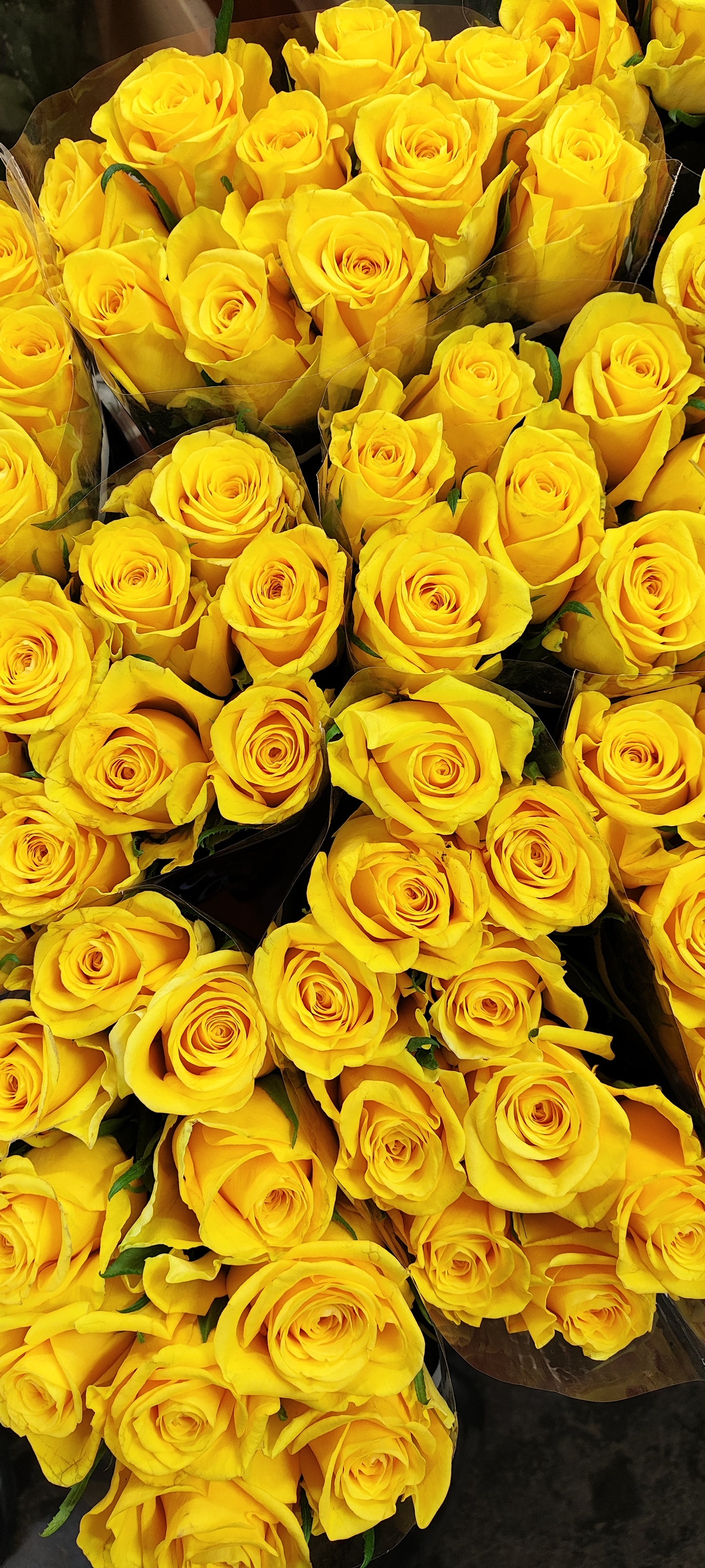 Rose Yellow Moonwalk (×10) 60cm