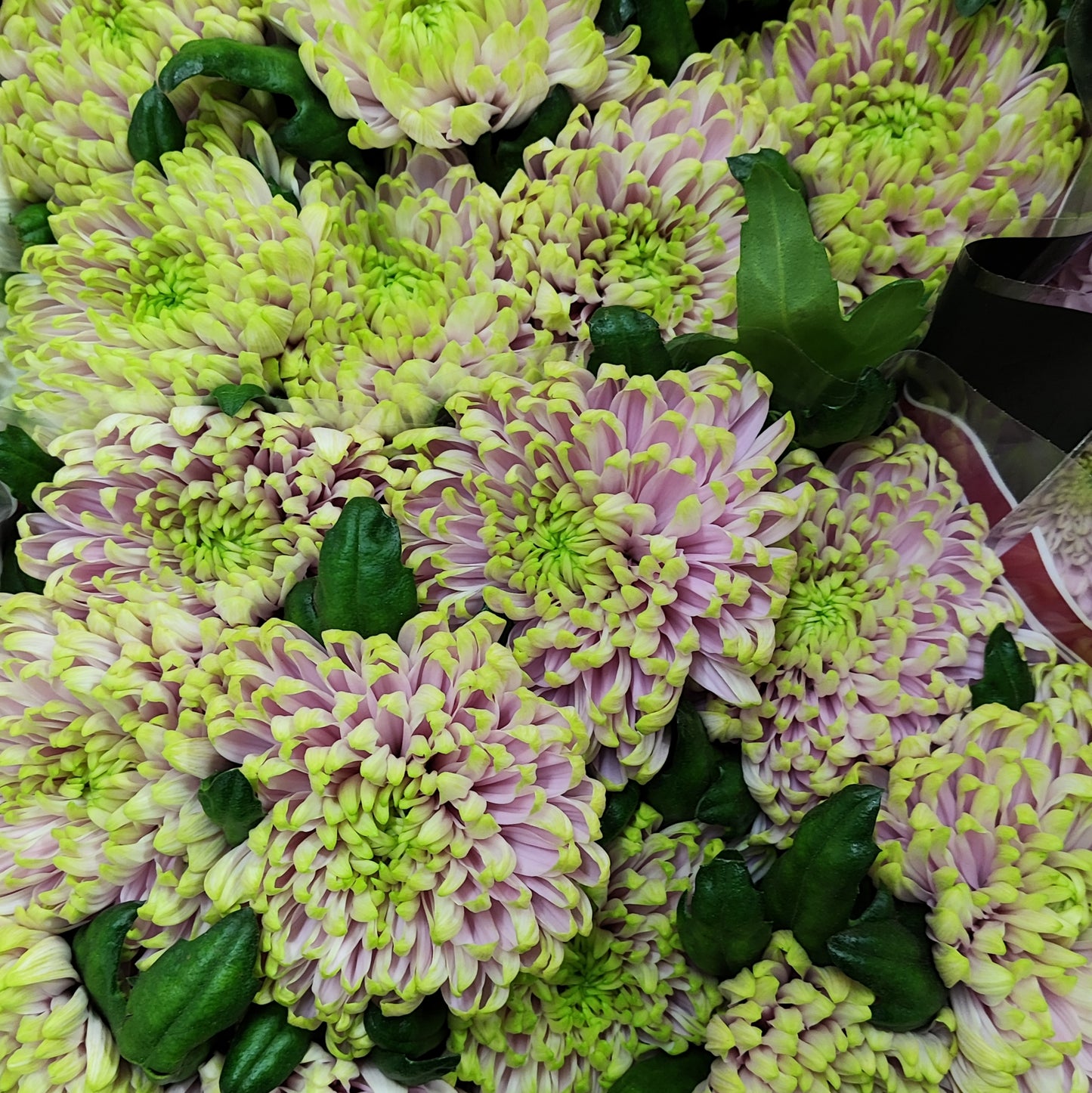 Chrysanthemum Rossano Charlotte Bloom (X10) (60-70cm)