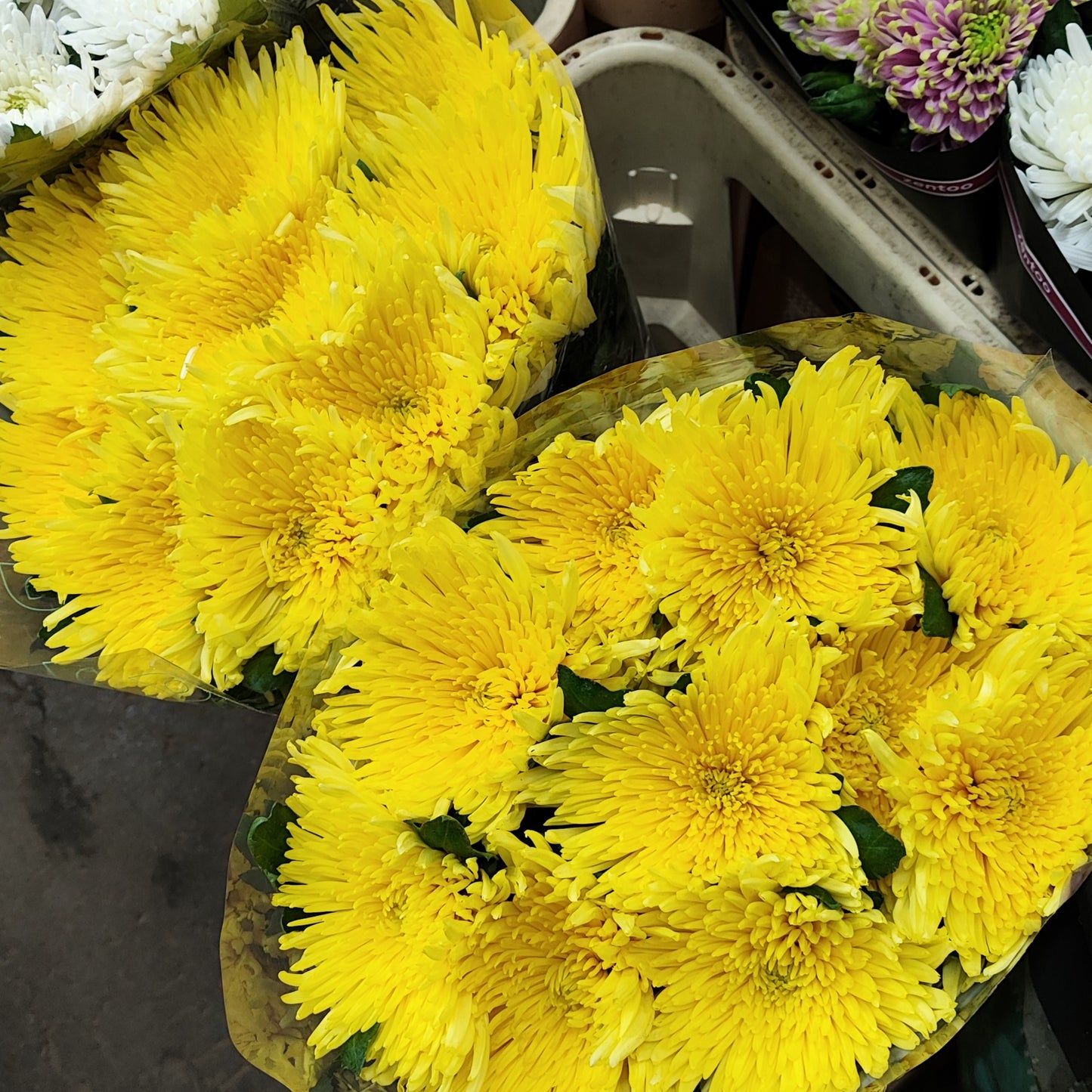 Chrysanthemum Anastasia Sunny Bloom (X10) (60-70cm)