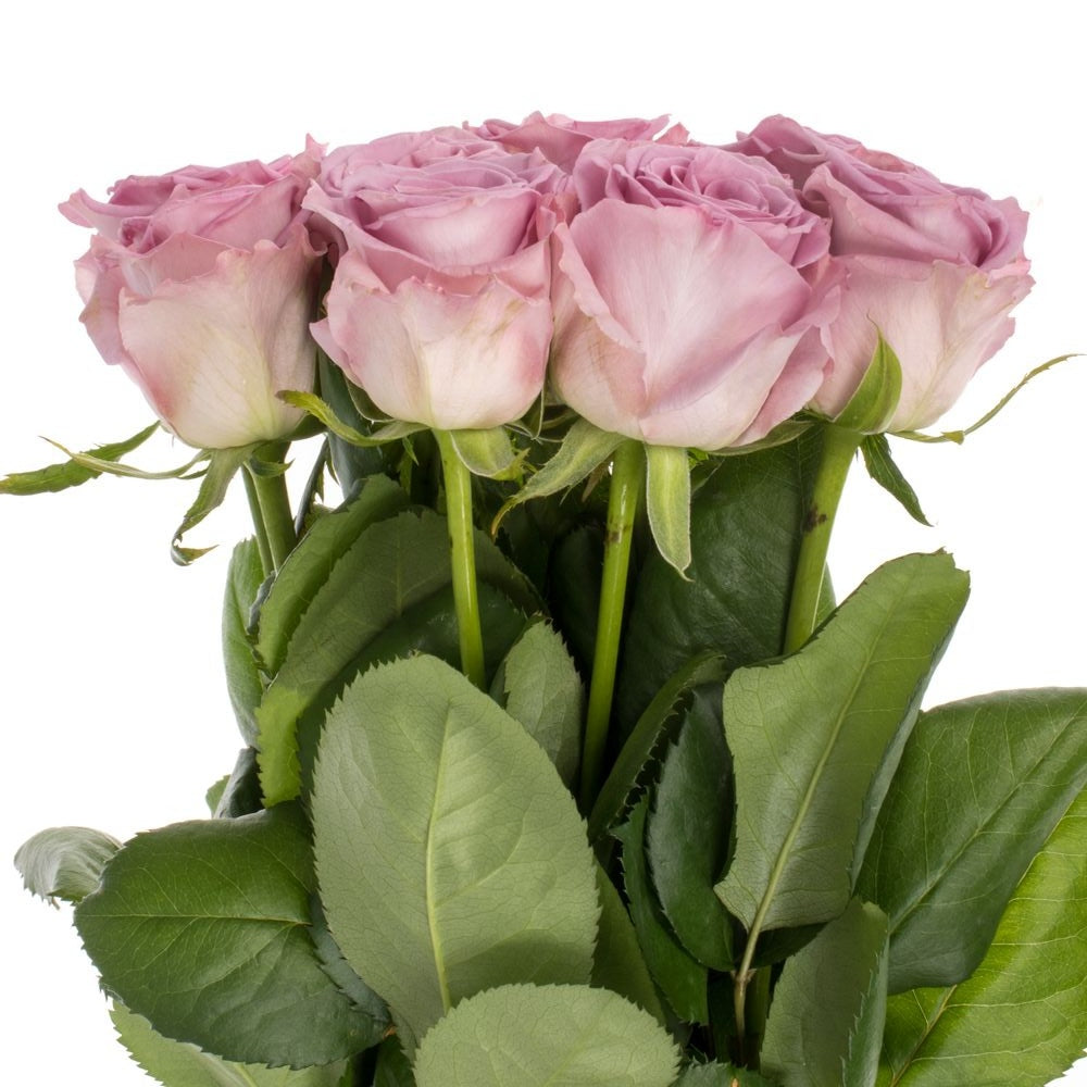 Rose Lilac Nayeli (×10) 60cm