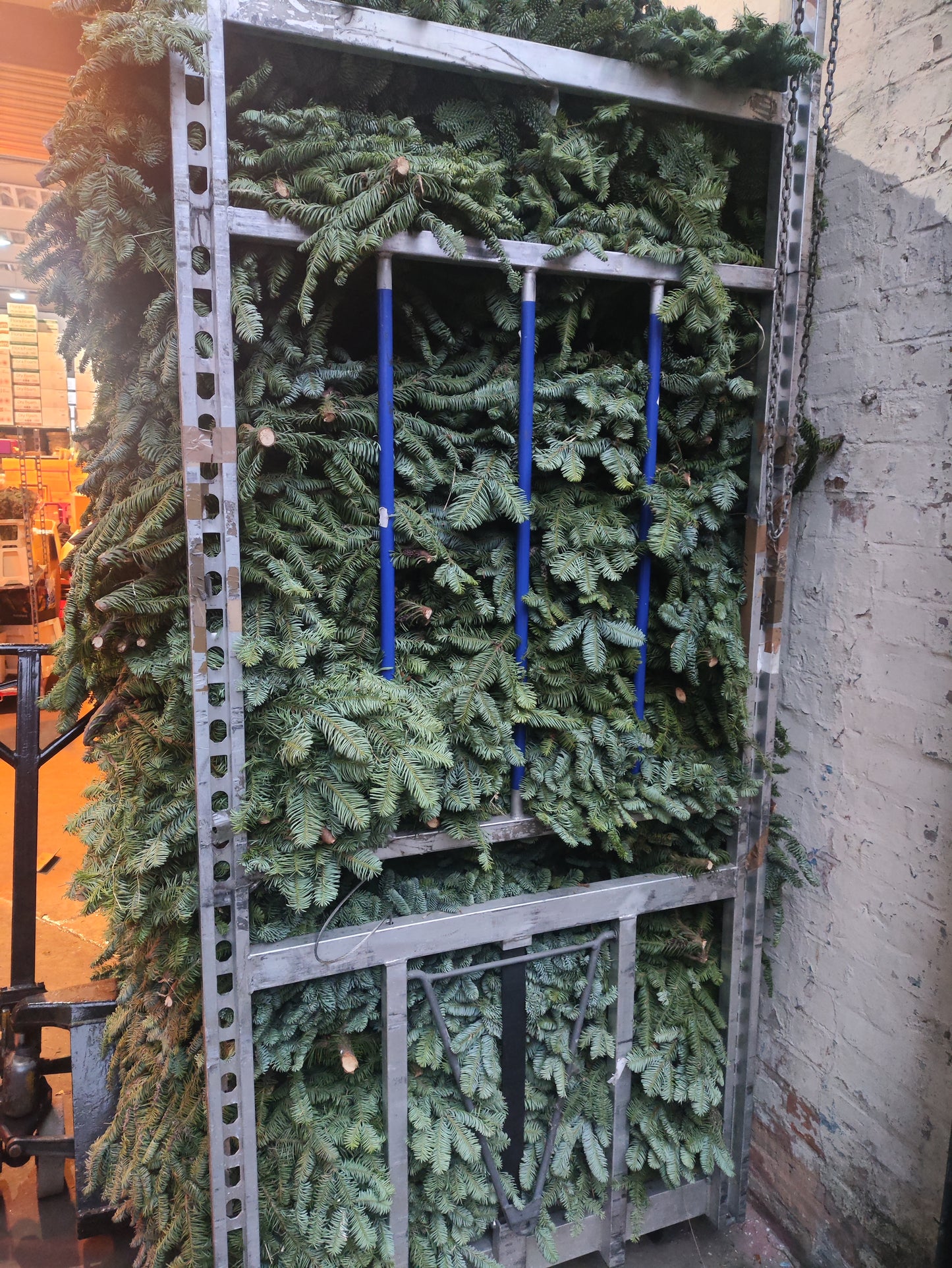 Blue Spruce For Wreath Making, 8KG+ Bundles (Nobilis Blue Spruce) Collection or Local Delivery Only