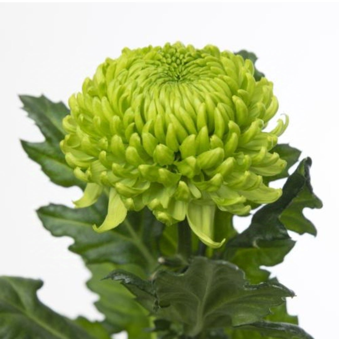 Chrysanthemum Alemani Bloom (X10) (60-70cm)