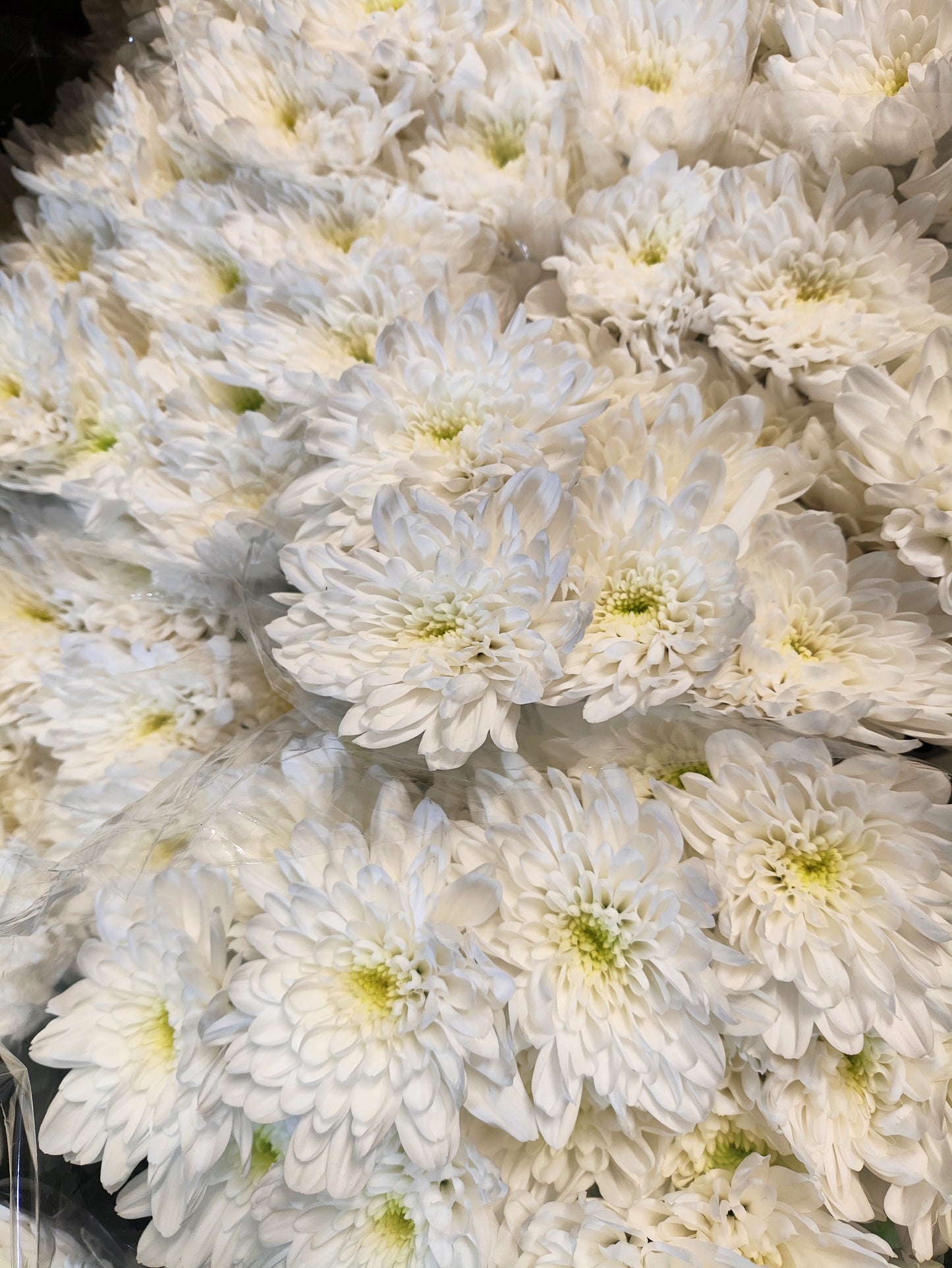 Chrysanthemum White Double Basing Flowers For Funeral Tributes (65cm)(×5 Stems)(70g)