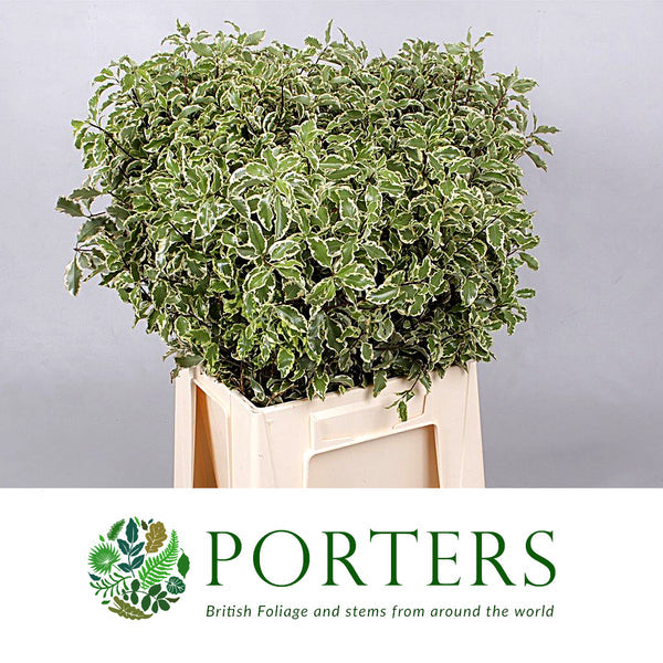 Pittosporum Nigra Bunch (40cm) (×10 Stems)