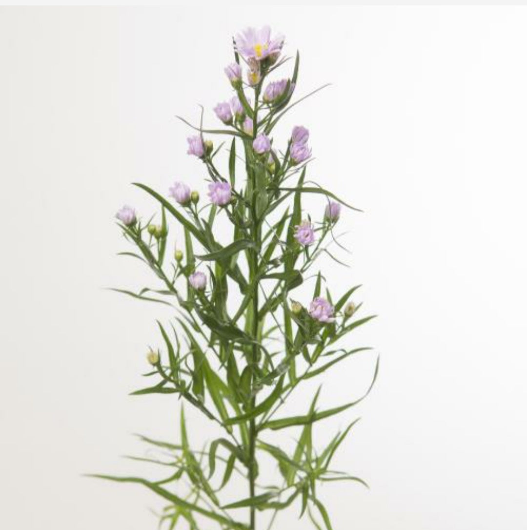 Aster Claudia Pink (70-80cm)