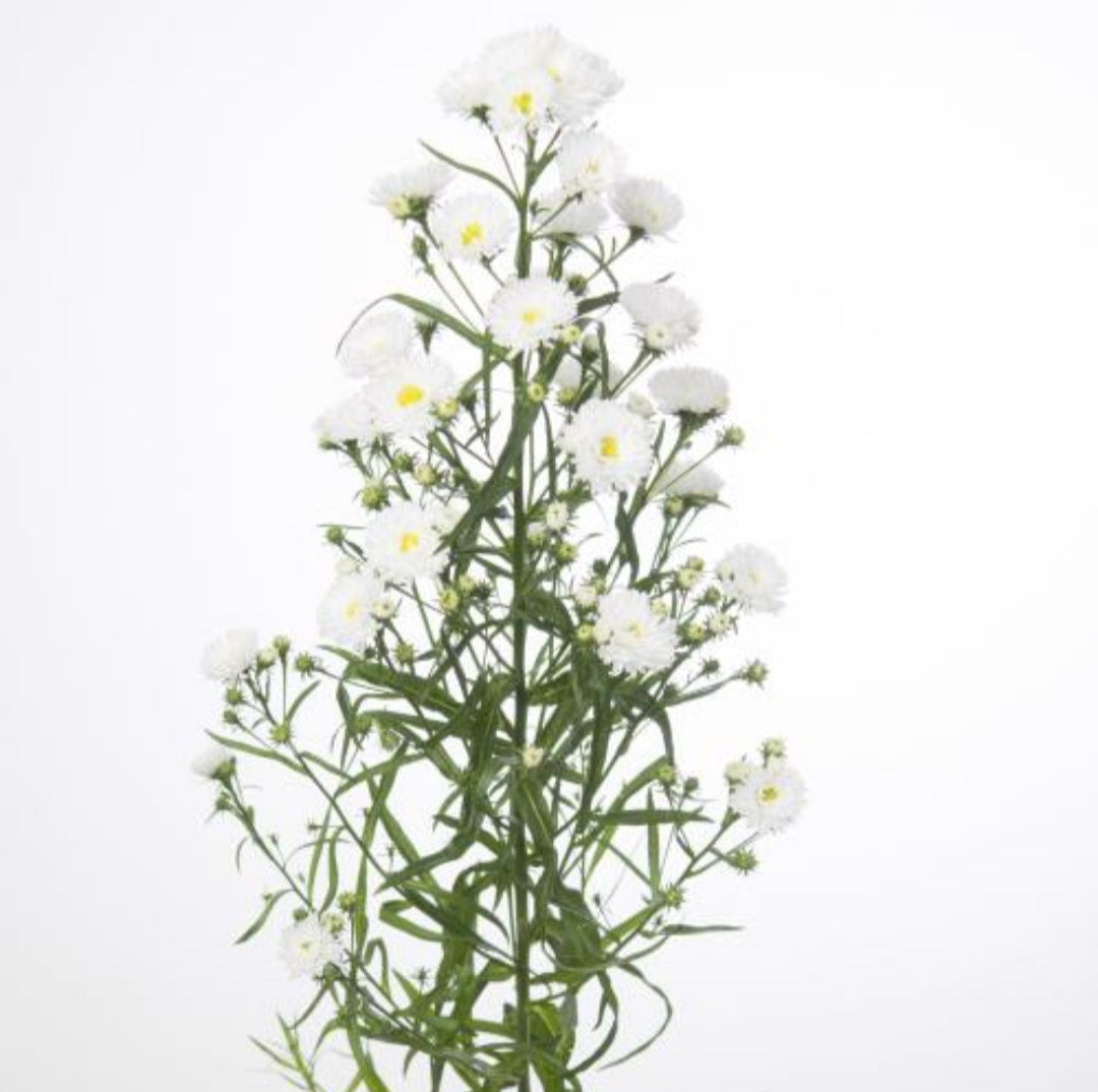 Aster Paquita White (70-80cm)