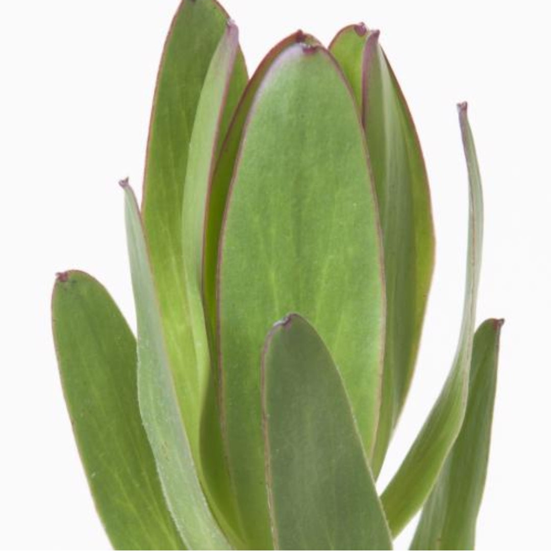 Leucadendron Gold Strike (60cm) (10 Stems)