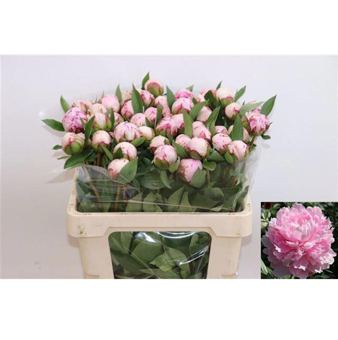 Peony Pink (5 Stems)