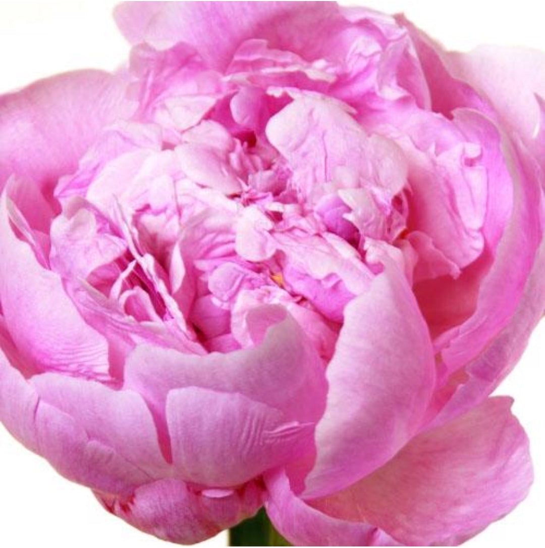 Peony Pink (5 Stems)