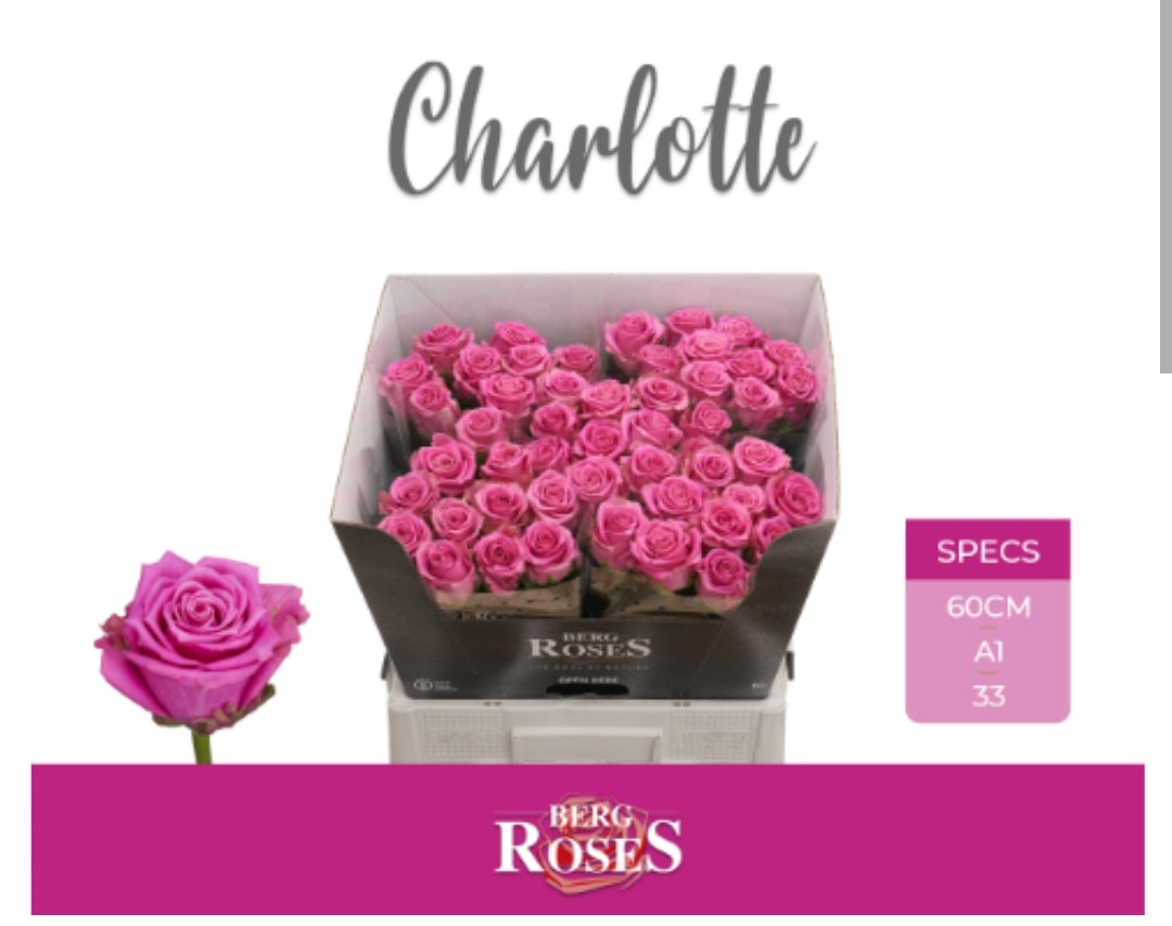 Rose Strong Pink Charlotte (×10) 60cm