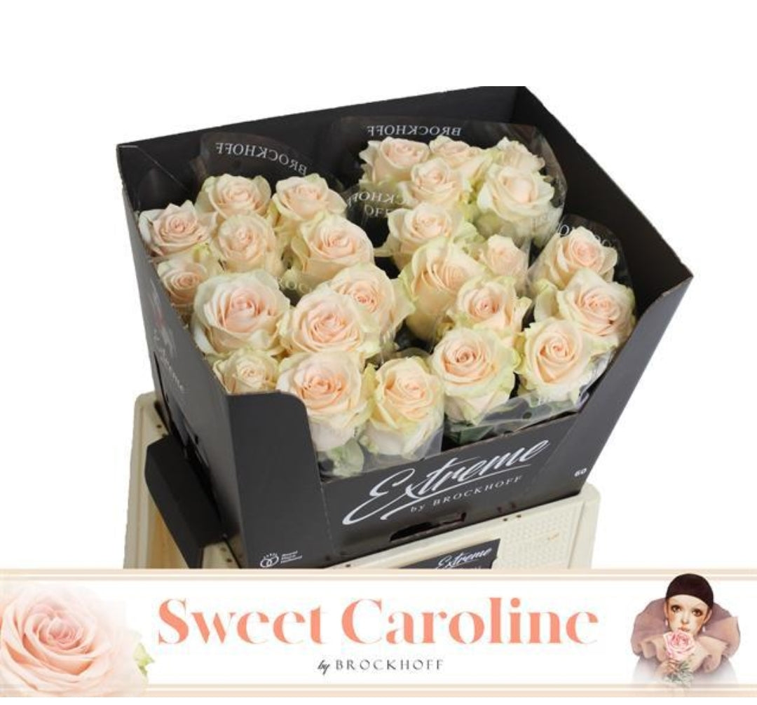 Rose Peach/Pale Pink Sweet Caroline Extreme (×10) 60cm
