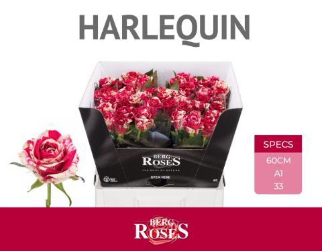 Rose Hot Pink/Cream Harlequin (×10) 60cm