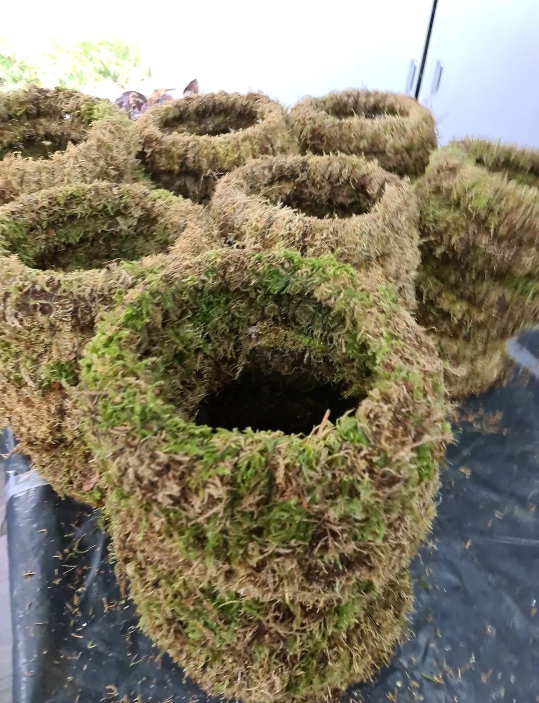 Natural Moss Rings
