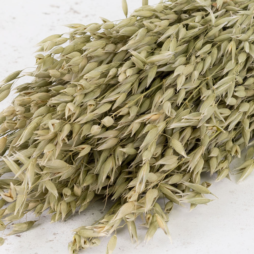 Dried Oats Natural Green (60cm+) (100stems)